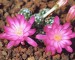 Mammillaria_saboae_var_haudeana_1_m.jpg.jpg